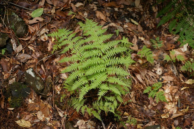 satomesida030.jpg