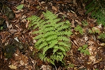 satomesida030_s.jpg