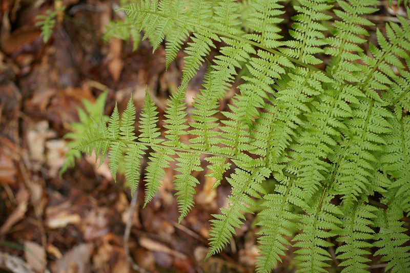 satomesida032.jpg