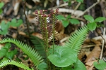 sisigasira109_s.jpg