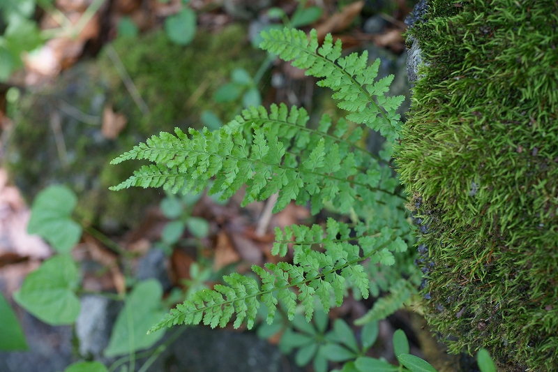 toranoosida064.jpg