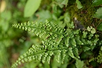 toranoosida068_s.jpg