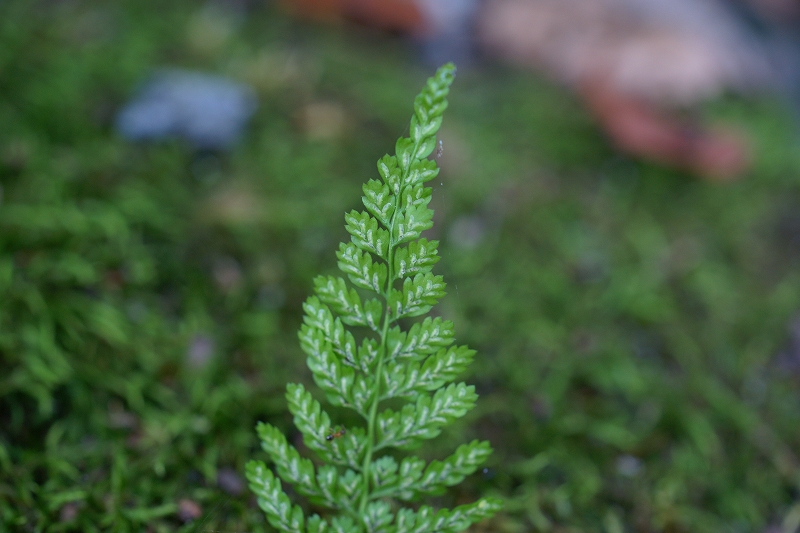 toranoosida070.jpg