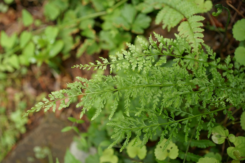 toranoosida071.jpg