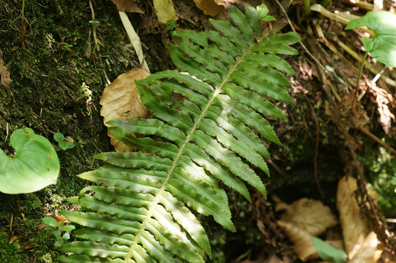 yamasotetu118.jpg