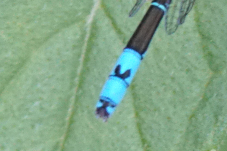 ooitotonbo242mo.jpg