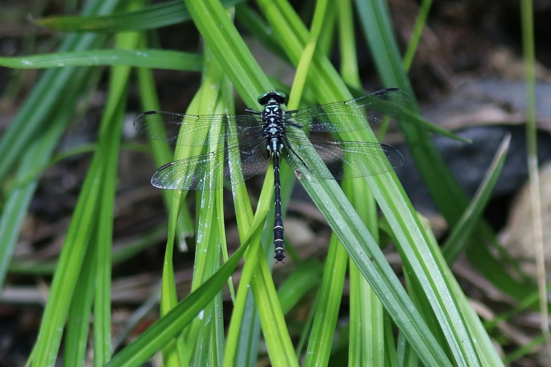 dabidosanae165m.jpg