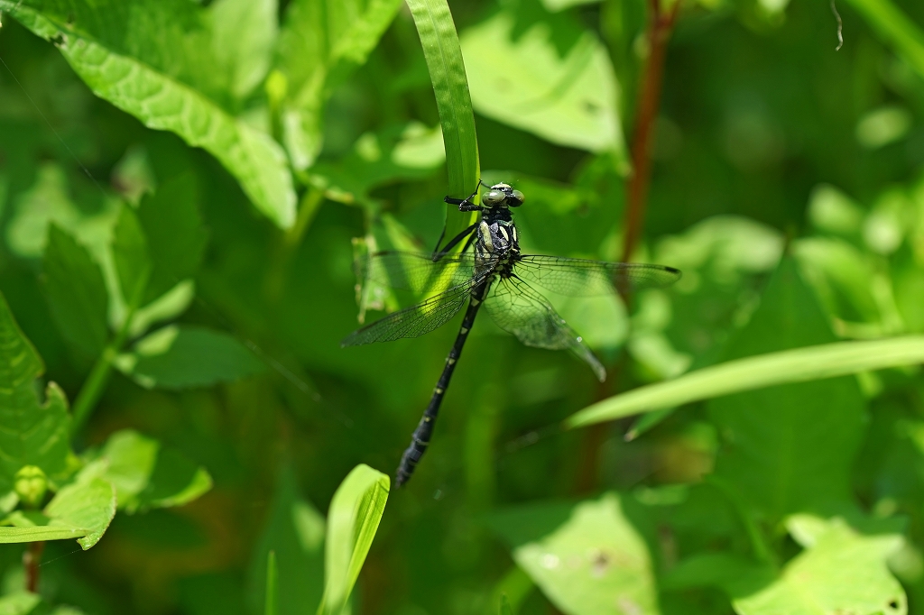 dabidosanae511m.jpg