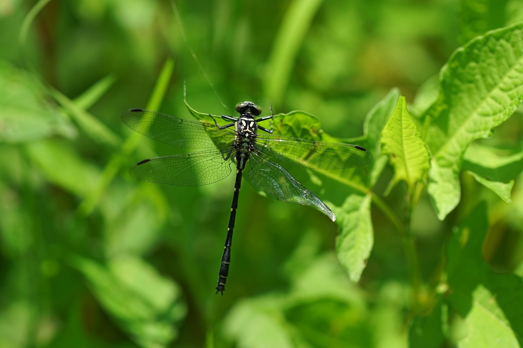dabidosanae521m.jpg