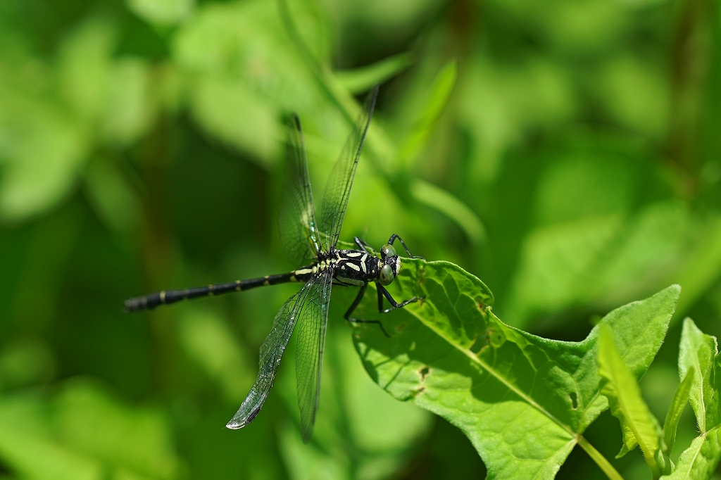 dabidosanae562m.jpg