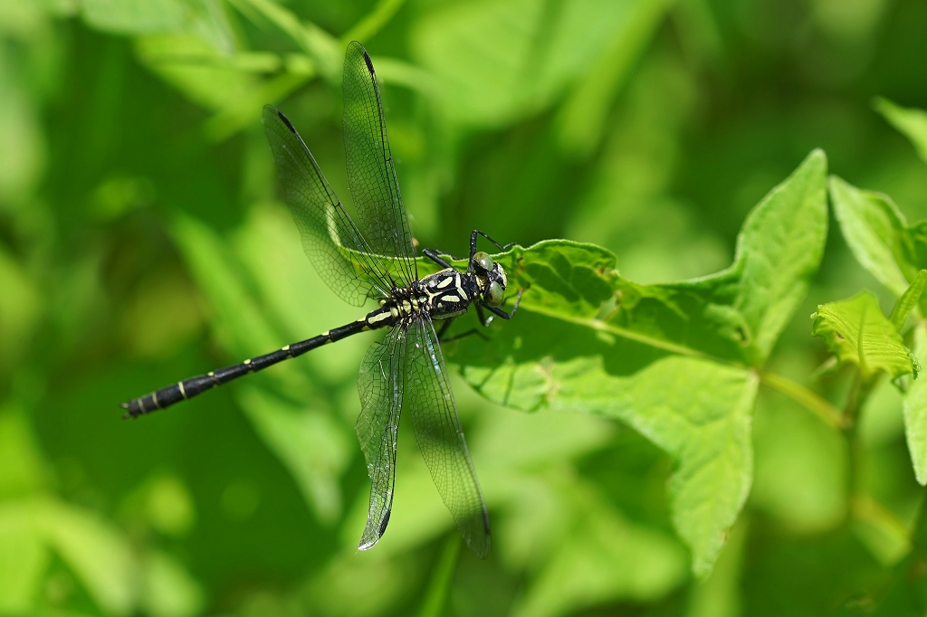 dabidosanae586m.jpg