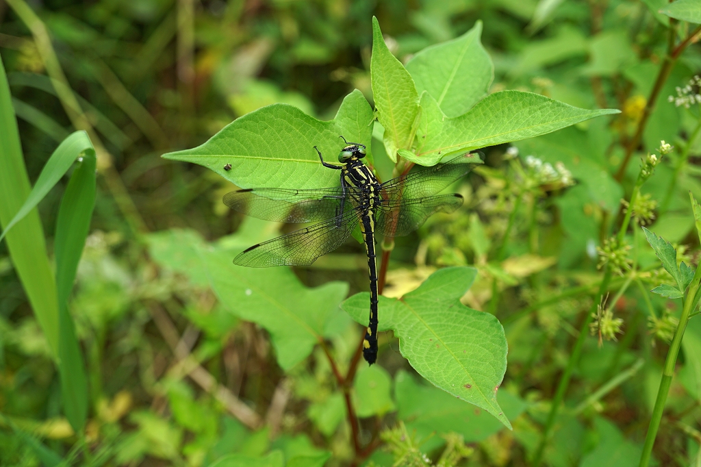 miyamasanae190m.jpg