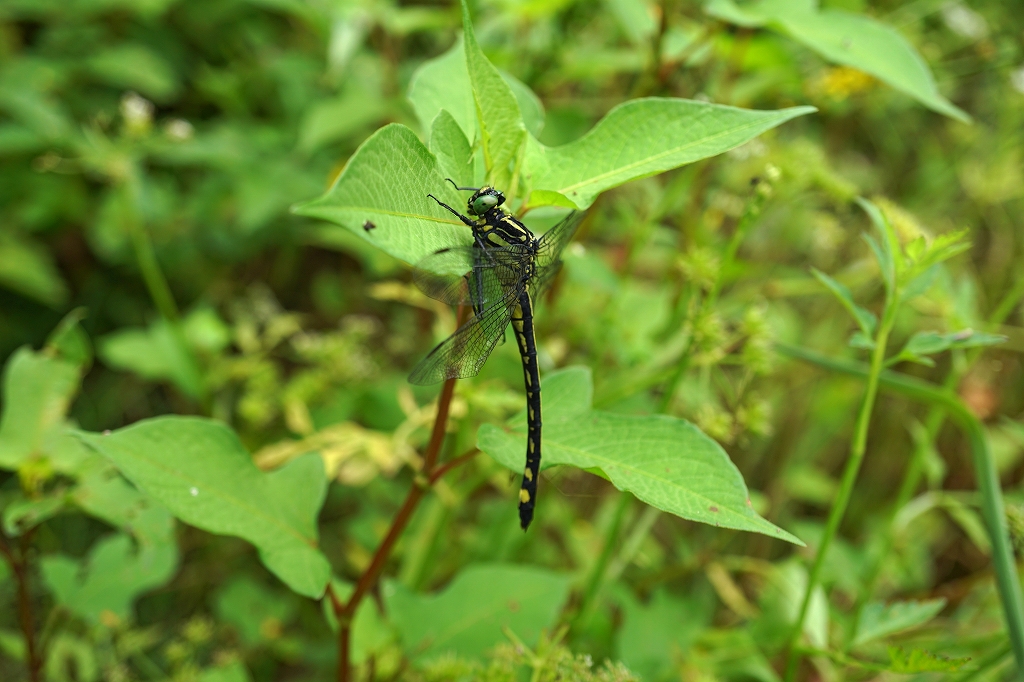 miyamasanae194m.jpg