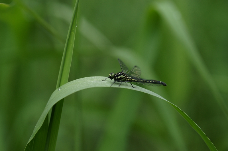 moiwasanae001.jpg
