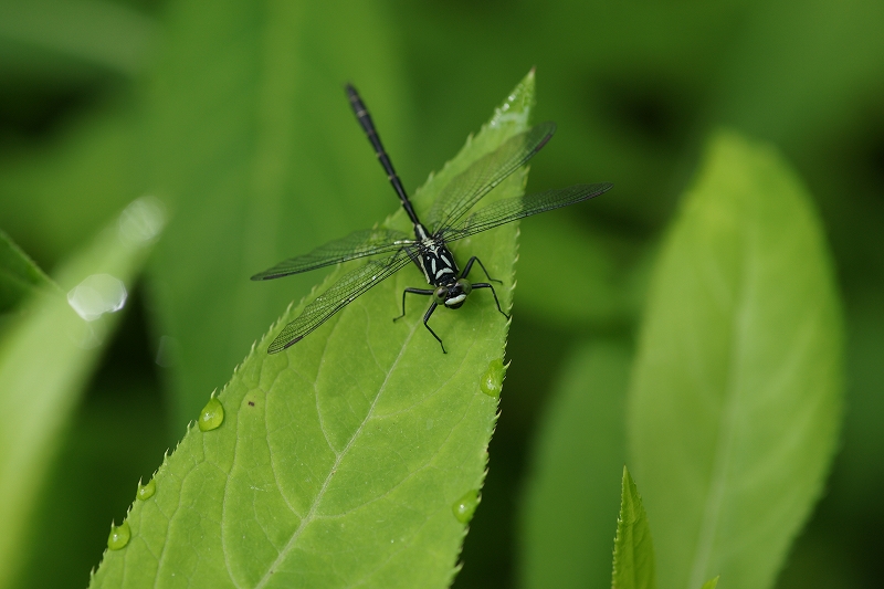 moiwasanae122.jpg