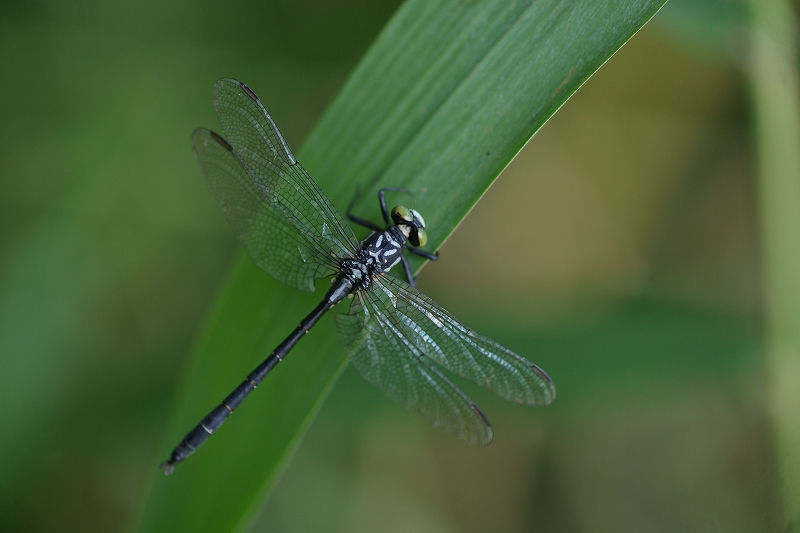 moiwasanae319.jpg