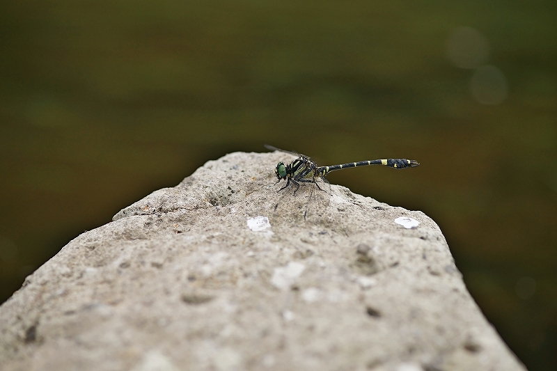 onagasanae048m.jpg