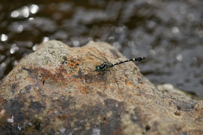 onagasanae058m.jpg