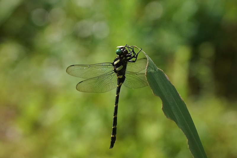 oniyanma025.jpg