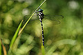 oniyanma031_s.jpg