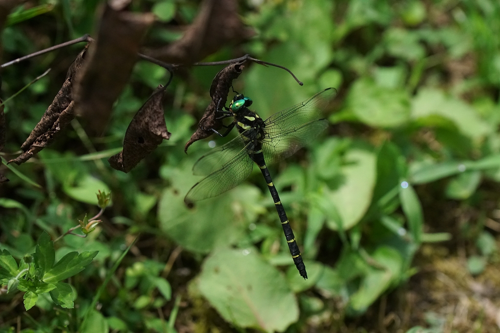oniyanma043.jpg