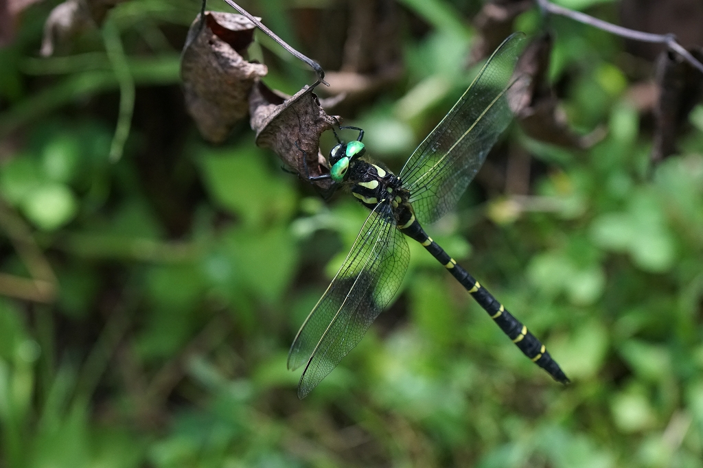 oniyanma039.jpg
