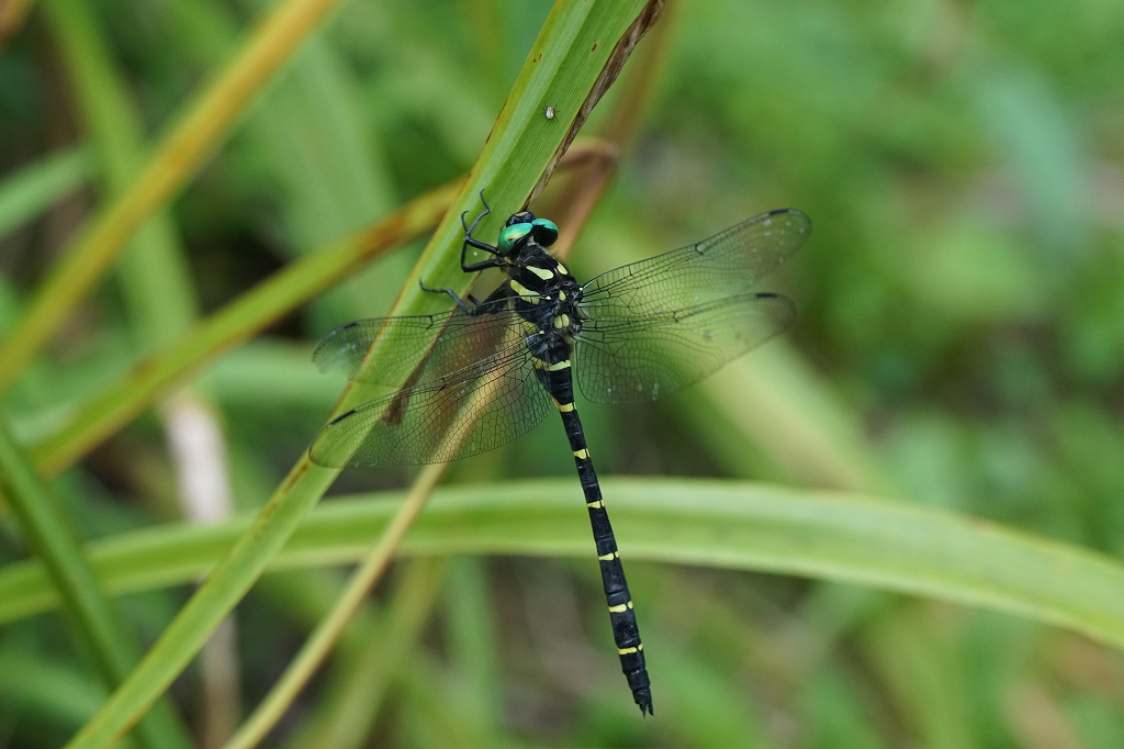 oniyanma048.jpg