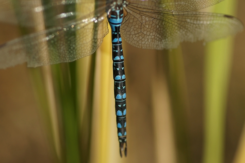 madarayanma092m.jpg