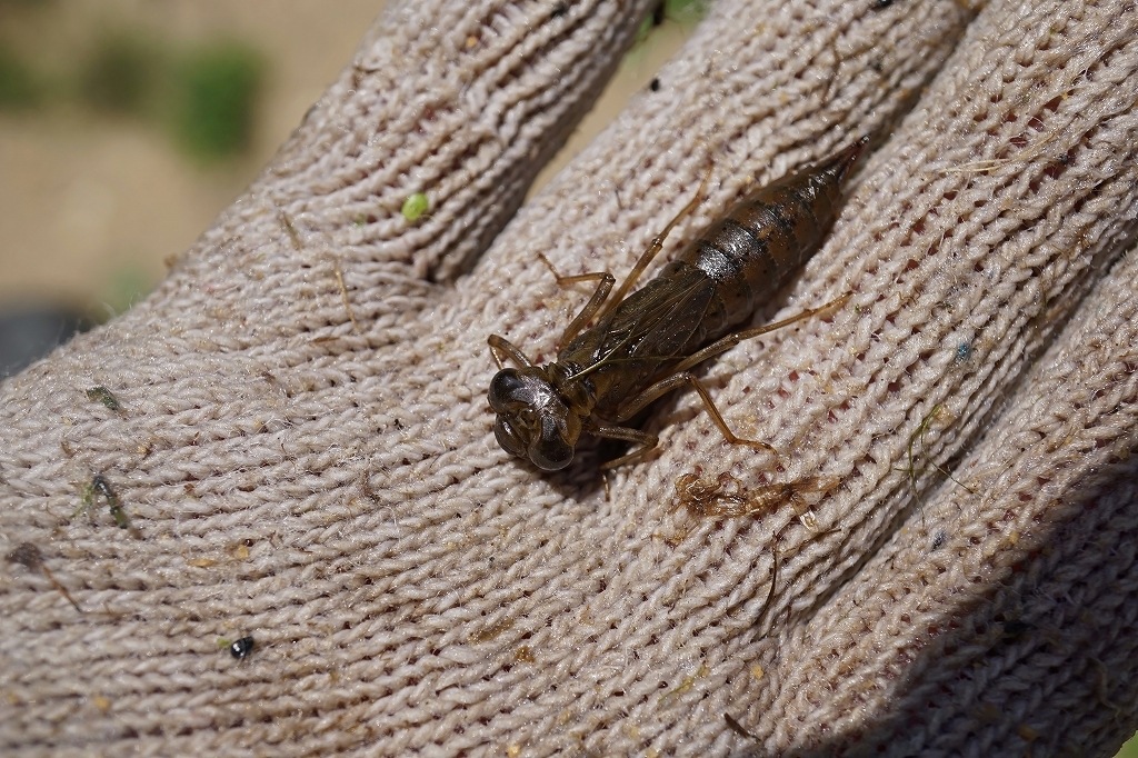 ooruribosiyanma025m.jpg