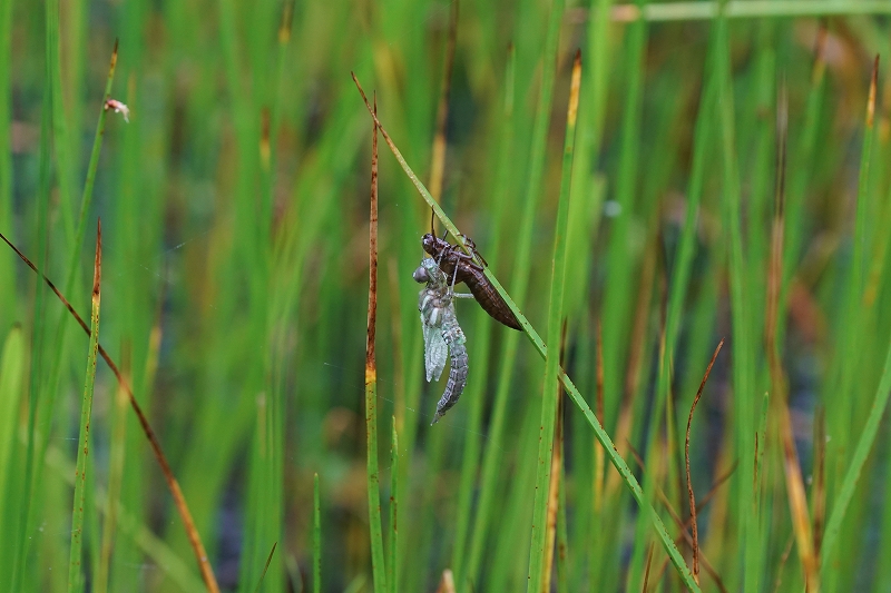 ooruribosiyanma103.jpg