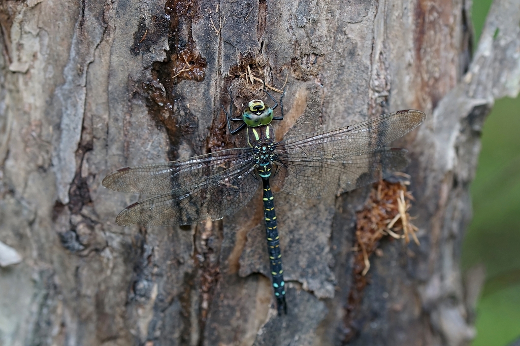 ruribosiyanma075m.jpg