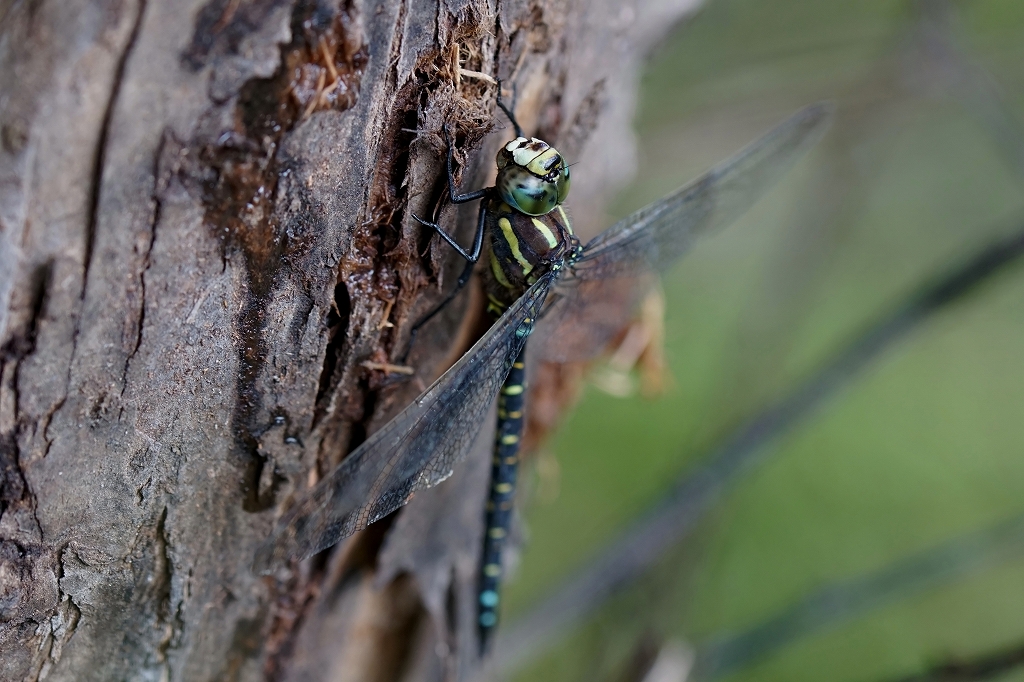 ruribosiyanma080m.jpg