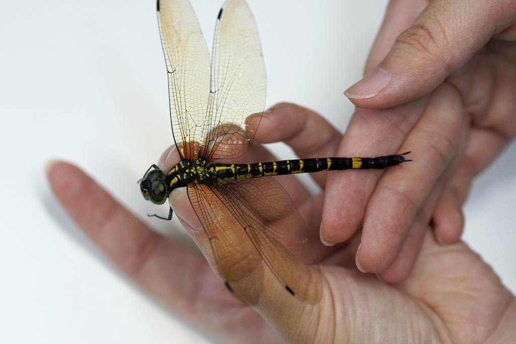 yabuyanma014m.jpg