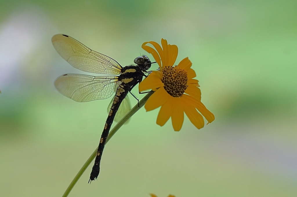 yabuyanma019m.jpg