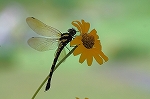 yabuyanma019m_s.jpg
