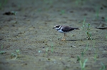 ikarutidori07_03086_n_s.jpg
