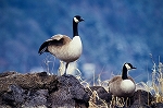 kanadagan27065m_s.jpg