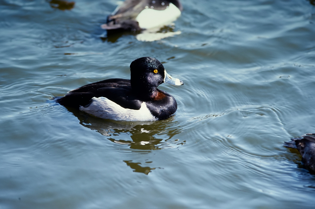 kubiwakinkuro_02002_n.jpg