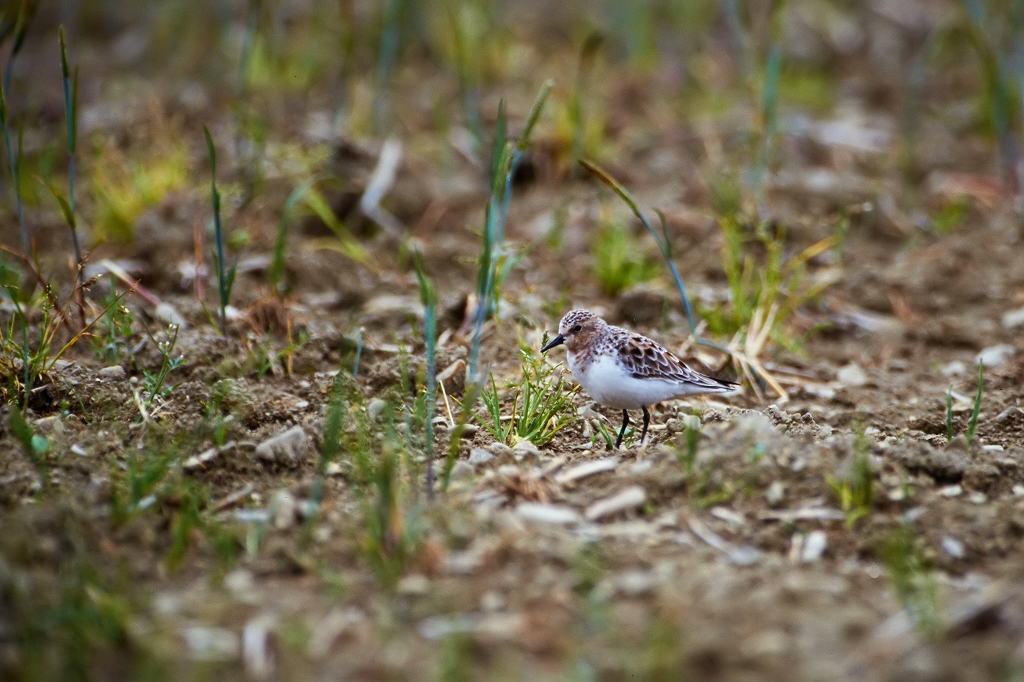 tounen_01051_n.jpg
