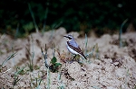 hasigurohitaki_01026_n_s.jpg