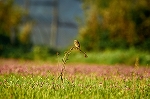 kohouaka33088_n_s.jpg