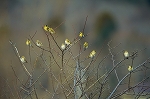 mahiwa23120_n_s.jpg