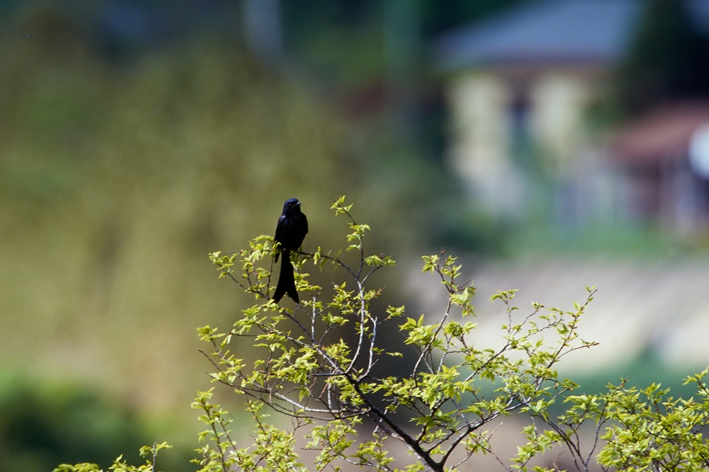 outyuu_01016_n.jpg