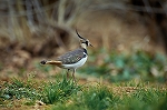 tageri31045_n_s.jpg