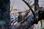 yatugasira35007_n_s.jpg