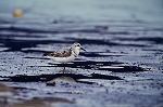 miyubisigi17091_n_s.jpg