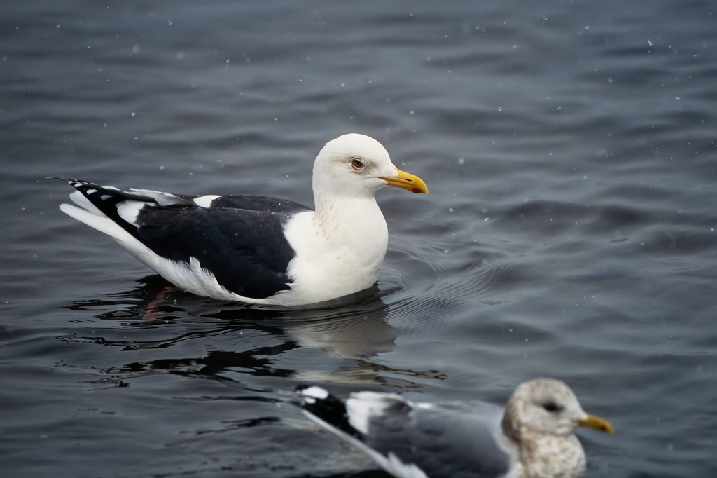 oosegurokamome38020_n.jpg
