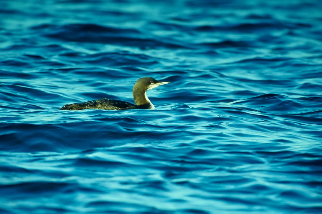siroerioohamu31042_n.jpg