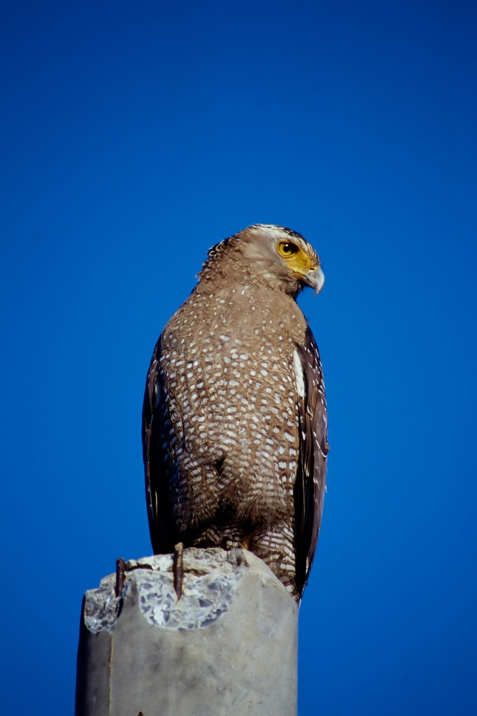 kanmuriwasi40096_n.jpg