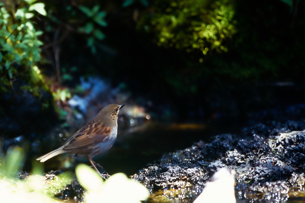 kayakuguri06_03008_n.jpg